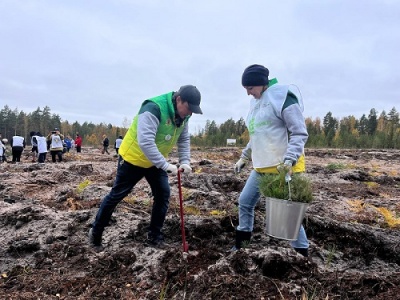 В Нижегородской области в рамках акции «Сохраним лес»высадили более 300 тысяч деревьев